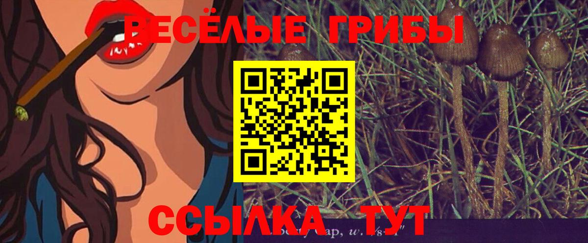 как найти наркотики  Вход с VPN  Шадринск  Галлюциногенные грибы Psilocybine cubensis 